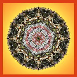 shivakirschblütengebet - 76x76cm (nr 2014028e)