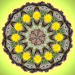 dandy-lion - 60x60 cm (mandala nr. 4b)